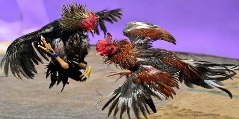 Daga888 là nhà cái uy tín có hệ thống bảo mật tuyệt đối